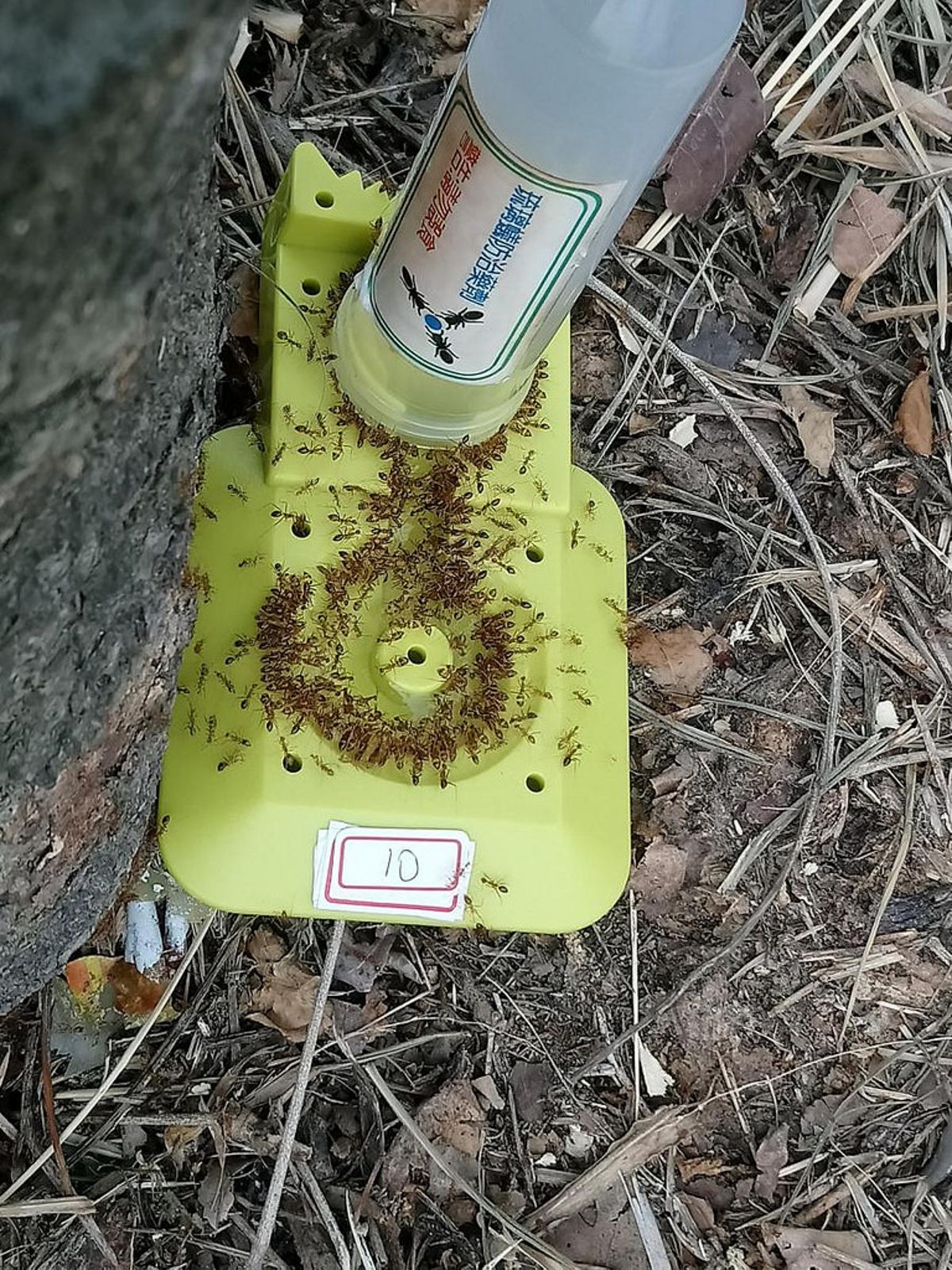 墾丁、高美濕地均傳黃狂蟻攻噬陸蟹案例,專家籲民眾協助觀察通報