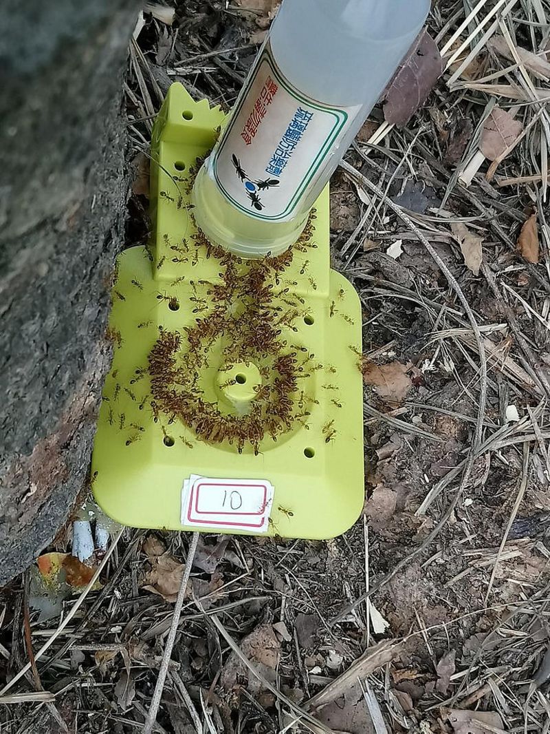 墾丁、高美濕地均傳黃狂蟻攻噬陸蟹案例,專家籲民眾協助觀察通報