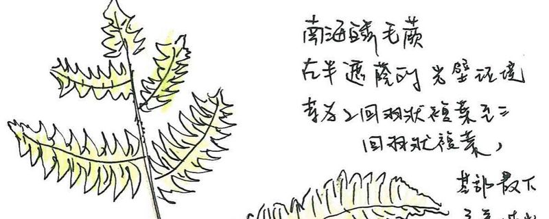 蕨美青春—芒萁