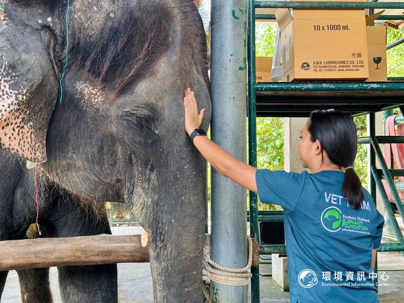 從沒水沒電開始 泰國南部第一家NGO象醫院 免費為上百頭大象治病