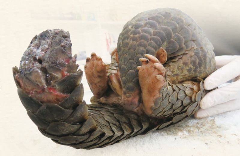 零撲殺後野生動物遭犬貓攻擊案例增 生多所用33年救傷數據說話