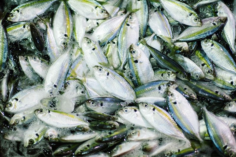 我們正在消耗海洋 35%漁獲在上餐桌前遭丟棄