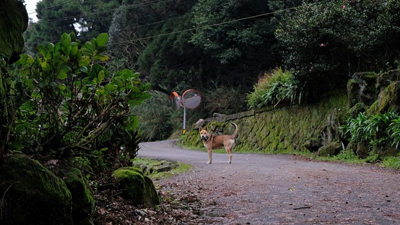 保育野生動物的國家公園 為何讓貓狗稱霸？