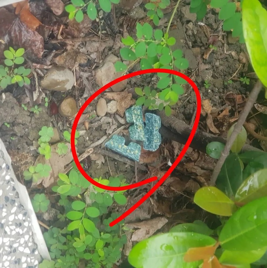 台北市議員林亮君在雙連到中山的線形公園發現老鼠藥。圖片來源：林亮君臉書
