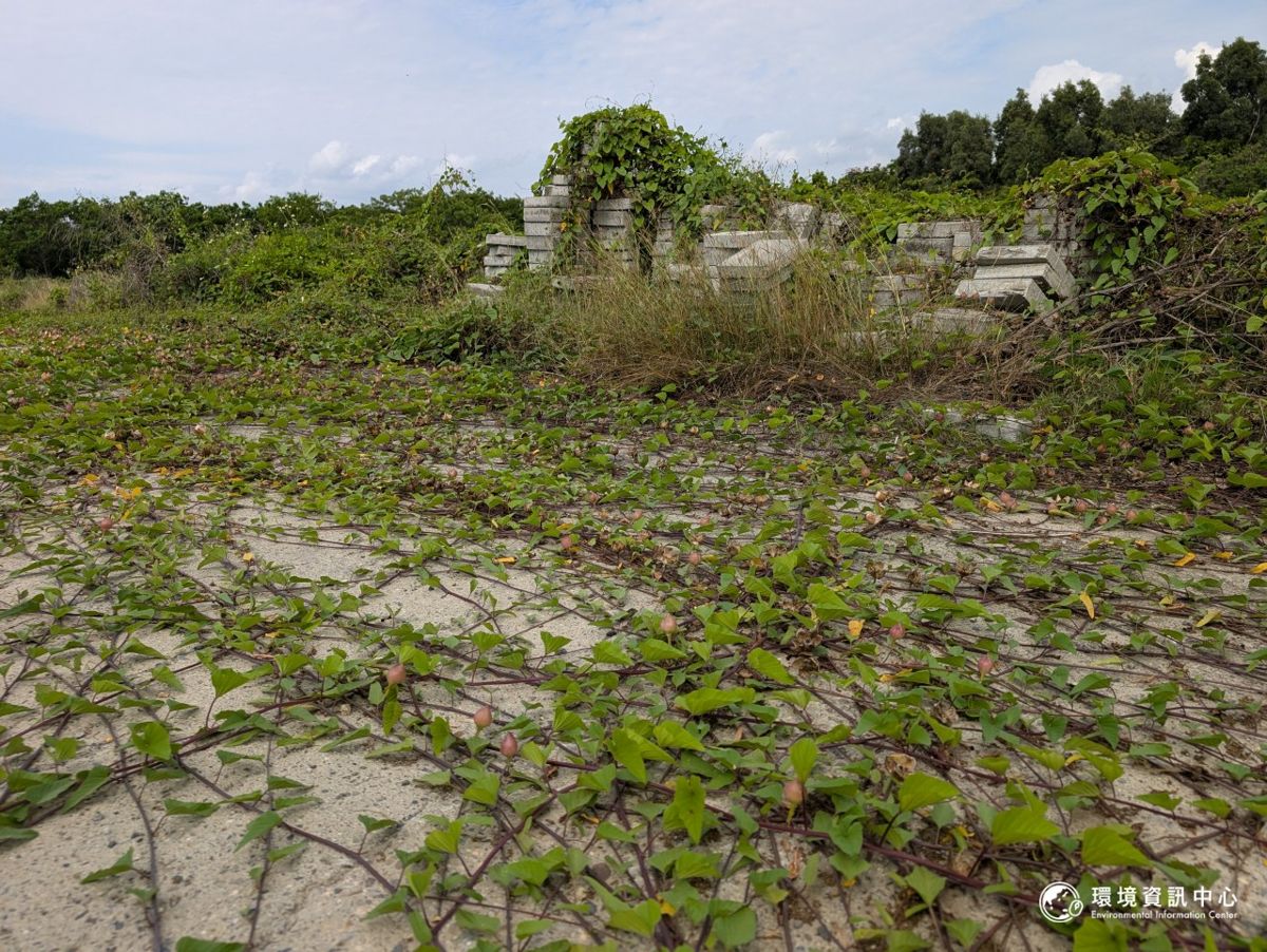 20260629-南科沙崙案專題-稿5-橋頭科 路竹科 草鴞 盒果藤-H攝7