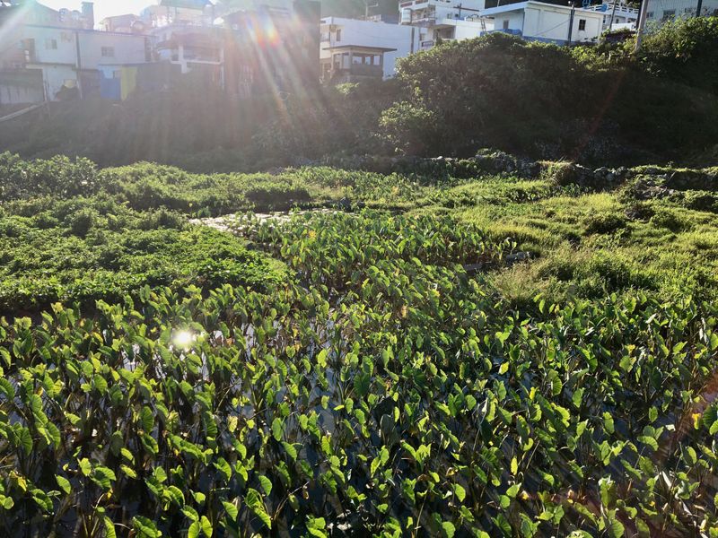 還沒去過蘭嶼？最靠近海洋的電影《只有大海知道》與2本魚繪本，一睹神祕的蘭嶼風光