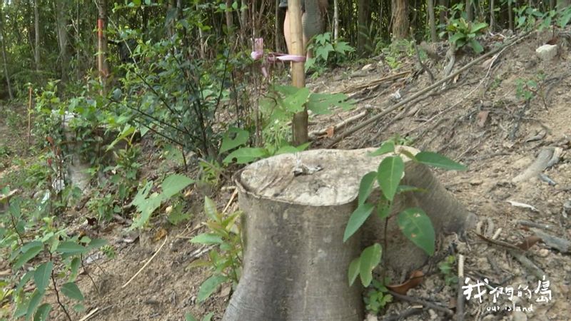 大崙尾山整形記 北市砍樹造林引爭議