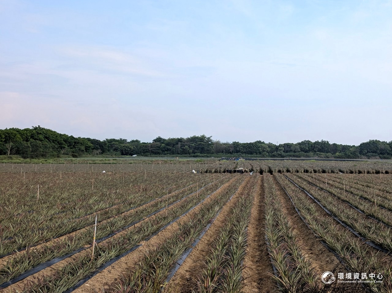台南鳥會理事長潘致遠表示，沙崙的鳳梨田的草通常除得非常乾淨、並鋪上塑膠布，「寸草不生」的環境不適合草鴞活動。台南社大環境行動小組召集人黃煥彰則認為，鳳梨生長期長達18個月，相對較少人為干擾和收割，反而能提供鼠類棲息，自然能吸引鳥類覓食。攝影：陳昭宏