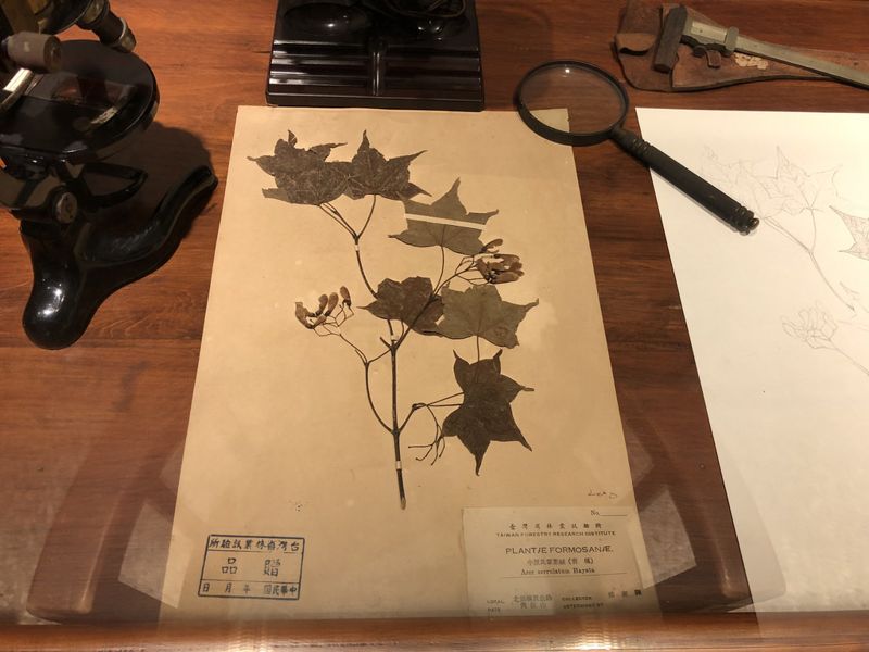 百年史蹟腊葉館修復開幕 傳承早田文藏、佛里神父植物研究精神