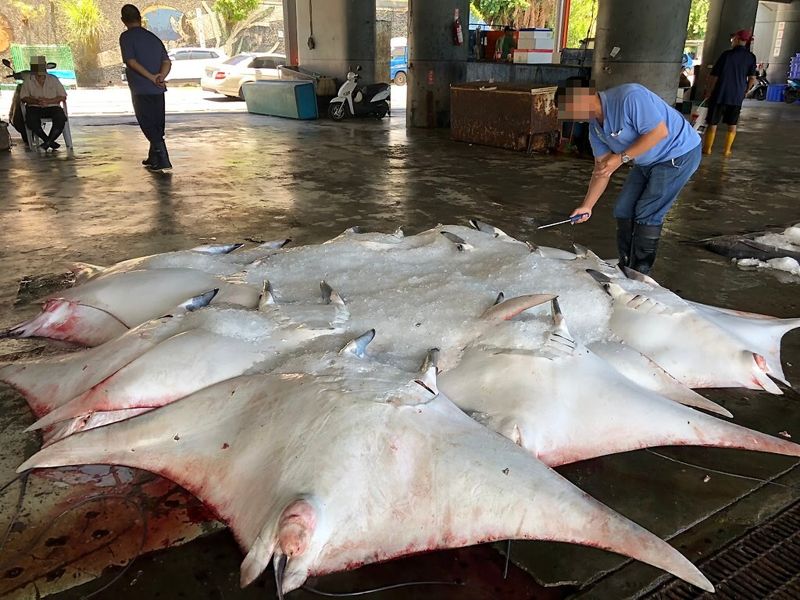 漁業署預告沿近海禁捕花鯊、黑鯊、蝠鱝科 違者可罰15萬元