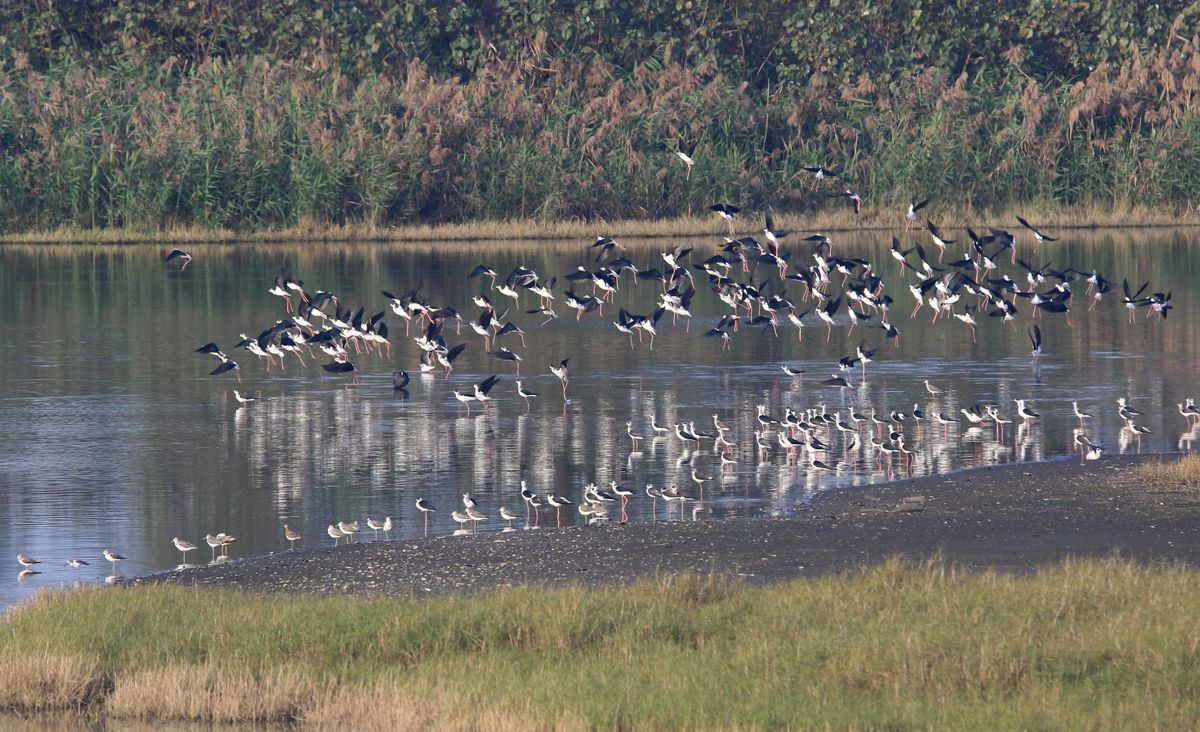 台灣鳥調世界第七 eBird Taiwan十年見證公民科學力量