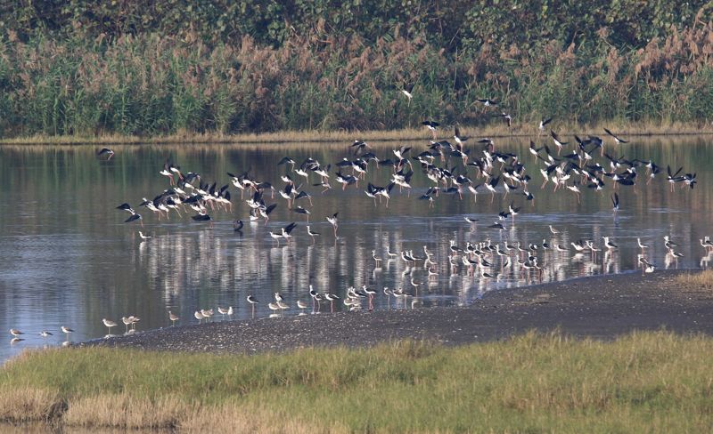 台灣鳥調世界第七 eBird Taiwan十年見證公民科學力量