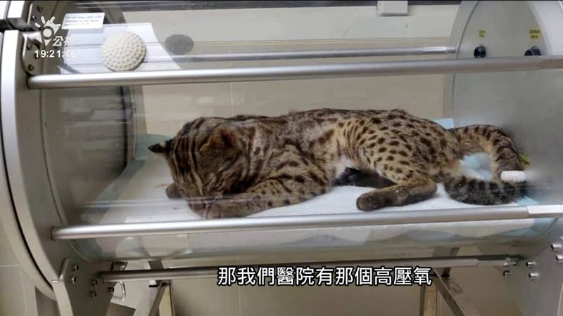 六人合力搶救 遭路殺石虎恢復生命跡象