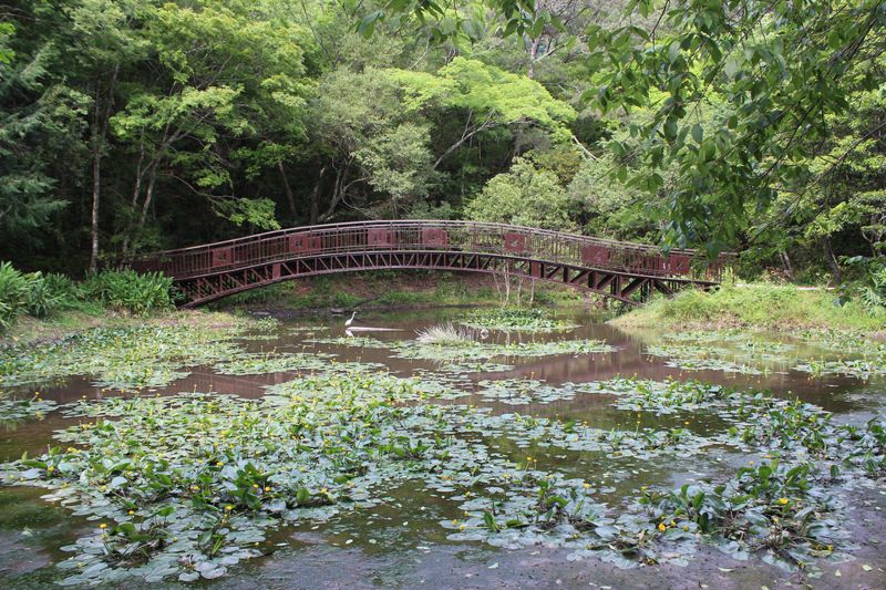 集保育與遊憩於一身 宛如莫內花園的奧萬大生態池