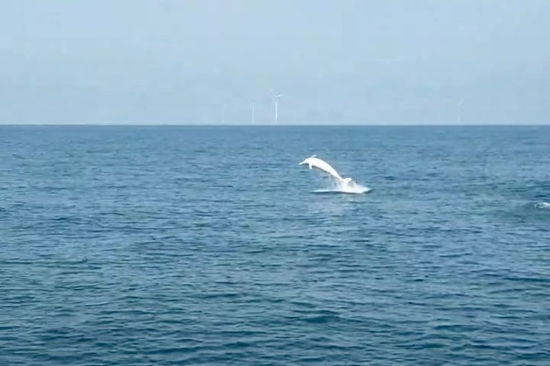 白海豚躍起同框苗栗外海風機 海保署攜手漁民增目擊紀錄