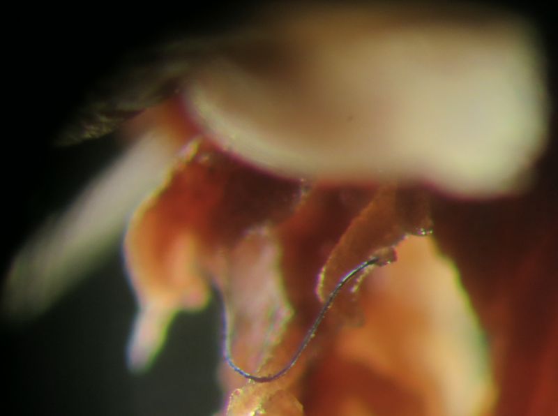 深海生物吃下微塑膠 科學家：剖開全是人造纖維