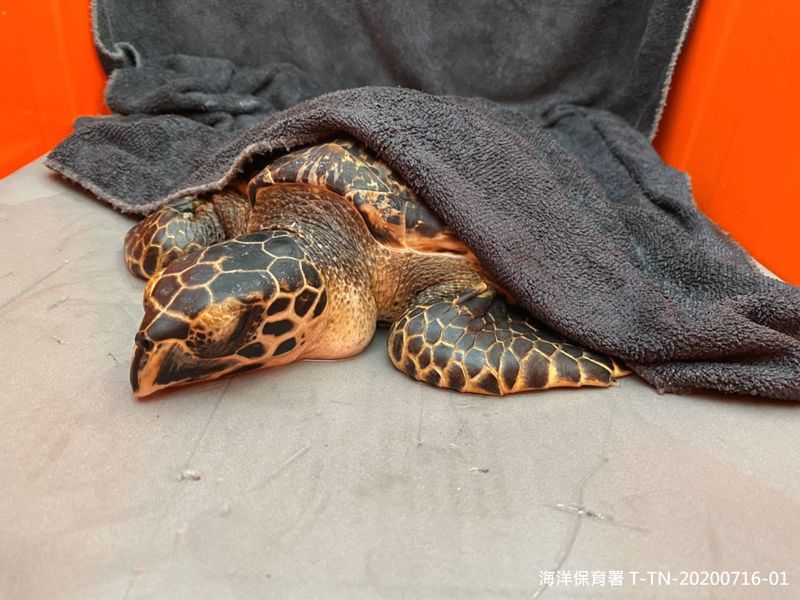 第三季鯨豚及海龜擱淺報告 海龜救援72件創五年新高
