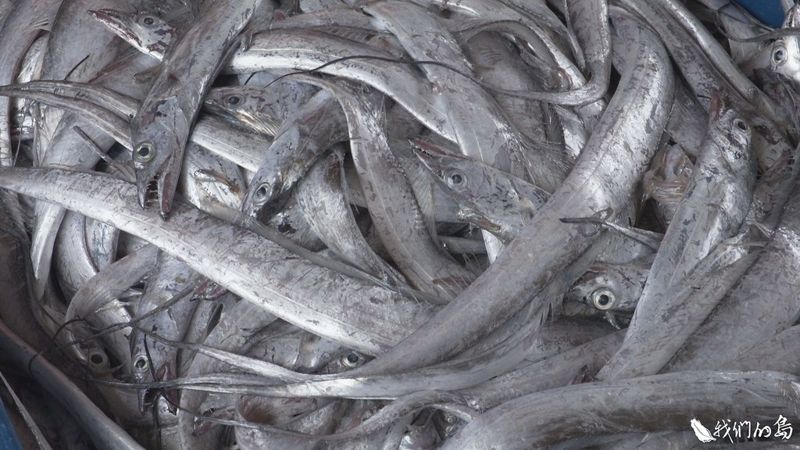 白帶魚的紅綠燈 以前那麼多魚都跑到哪去了？