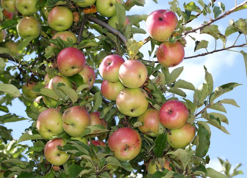 《野果》Apple 醉人的蘋果