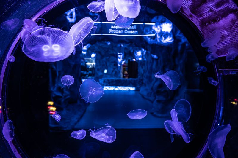 走進阿布達比水族館幕後 看見海洋保育的「真實世界」