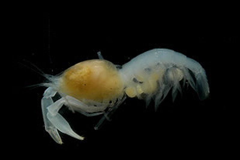 深海生物的共生與共棲