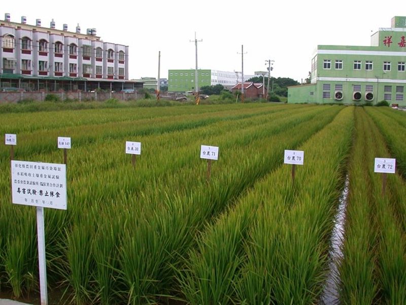 農試所研究：土質、作物、農法三管齊下 可防作物鎘濃度超標