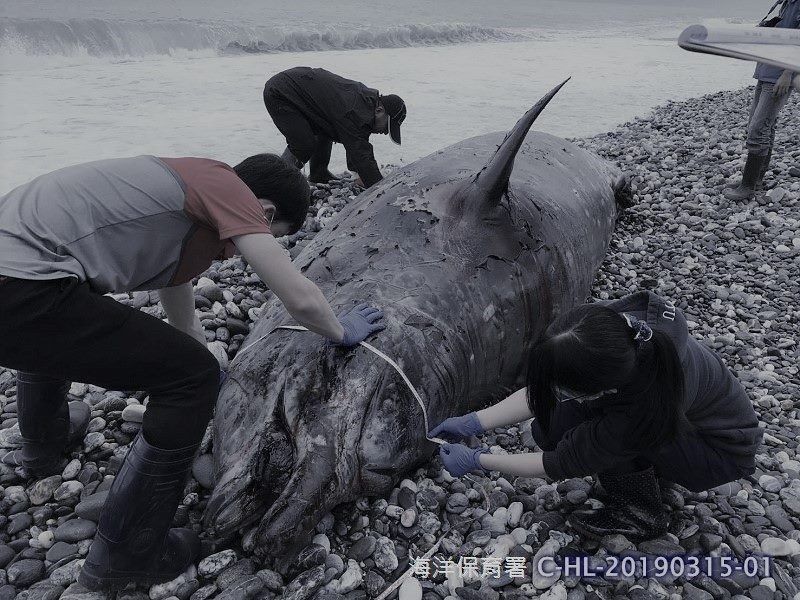 海保署公布數據：2019年首季鯨豚死亡47隻、海龜82隻