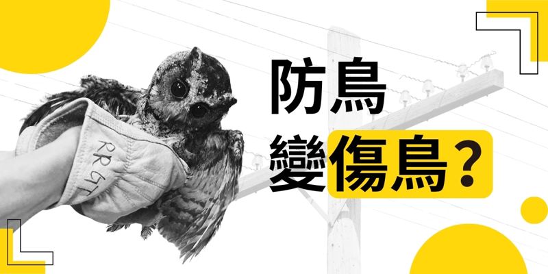 防鳥變傷鳥？