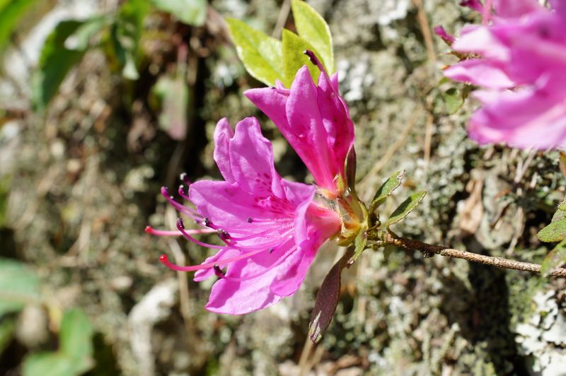 人工繁殖技術再突破 500株原生「細葉杜鵑」實生苗問世