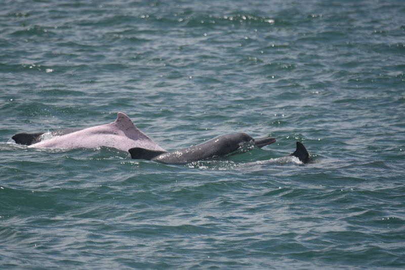 白海豚再添4幼豚 海保署公佈2025年監測成果