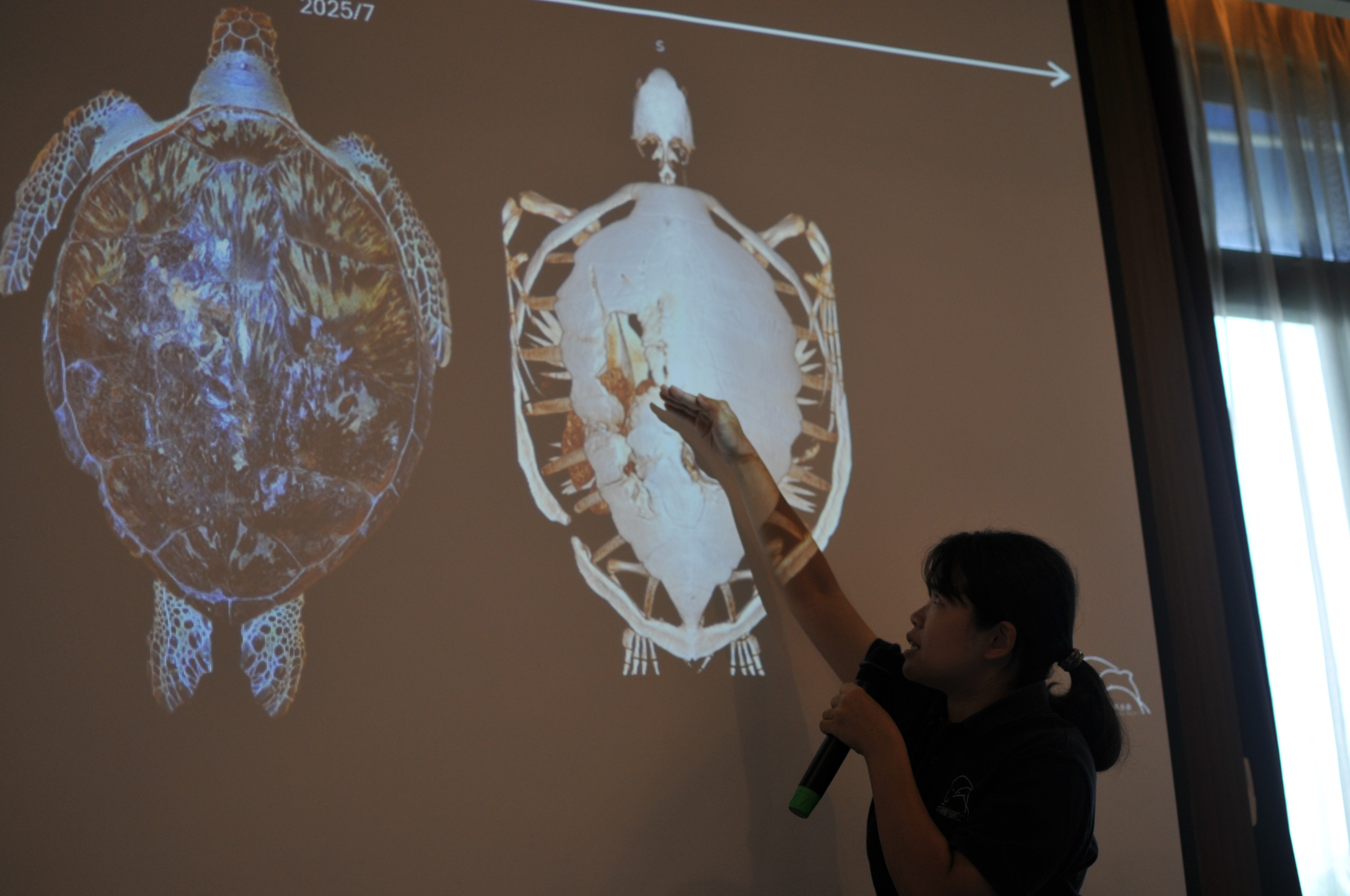 陳毓蓉指出，醫療團隊透過電腦斷層（CT）檢查，發現司康背甲的裂傷橫跨脊椎，後續理學檢查確認傷口在野外已自行癒合。