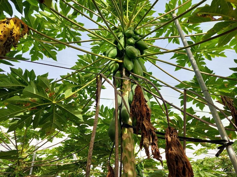 名間焚化爐涉優良農地變更 農業部：未獲環境部支持就不同意 環境部：尊重地方自治