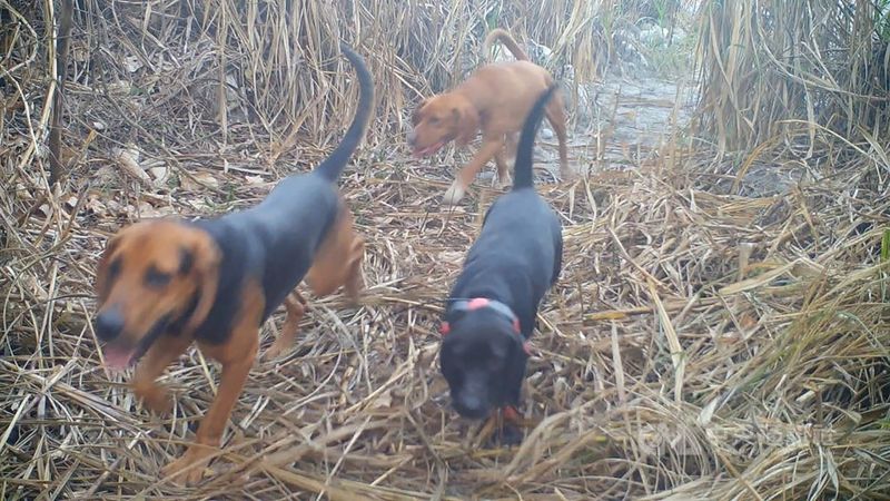 苗縣道140號石虎路殺紀錄高 禁犬獵最重罰30萬