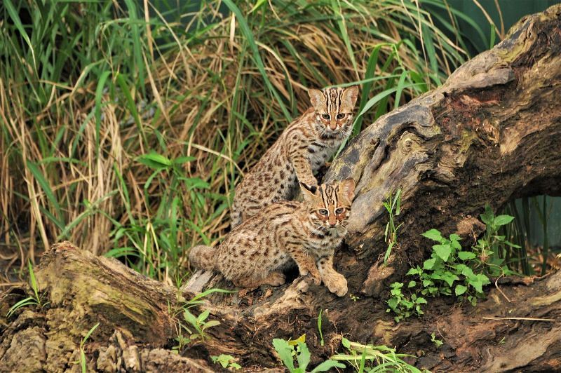 AI動物辨識警示系統5月上路 保護石虎免死於路殺