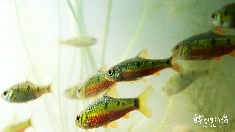 湖心映危機 搶救靜水型原生魚