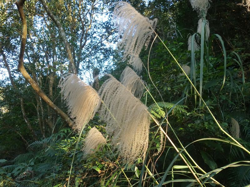 只是雜草？芒草心清炒的滋味——白背芒