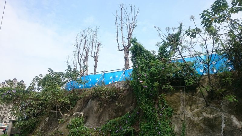 土城醫院趕進度 錯誤移植行道樹 過半已死