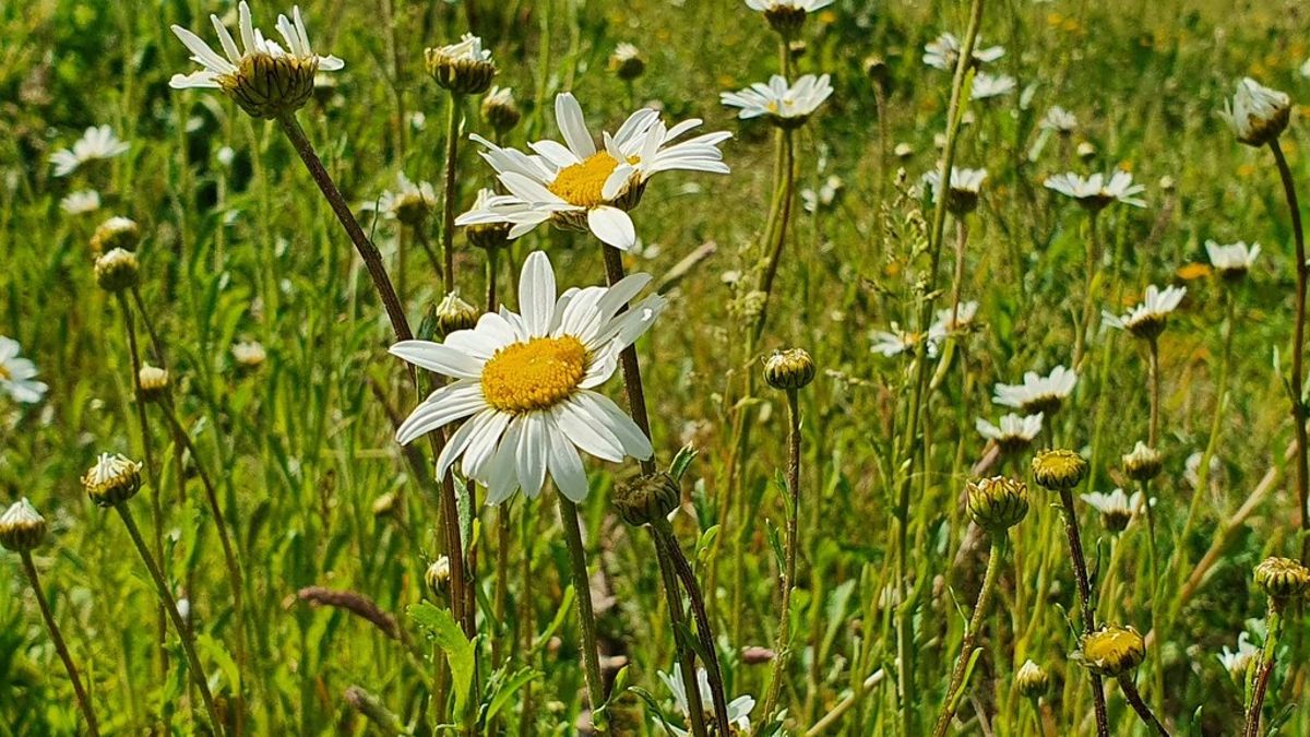 英國「新年植物尋寶」15年 民眾紀錄野花盛開揭暖化證據