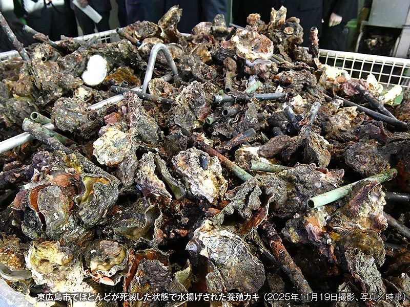 廣島牡蠣大量暴斃 官方揭主因：極端高溫、降雨稀少