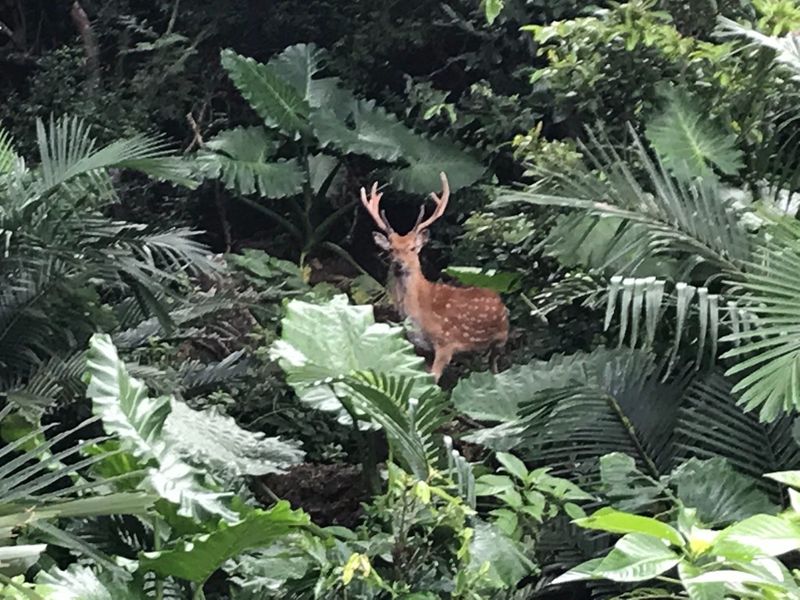 吃完小苗啃樹皮 墾丁高位珊瑚礁大樹遭環剝 梅花鹿族群密度過高成難題