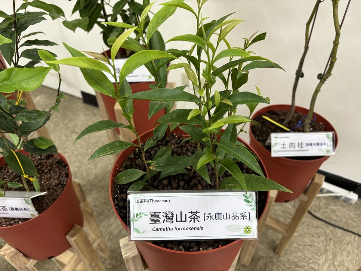 林試所研發三種原生植物檢測方法 為台灣山茶、土肉桂與茶油驗明身份!