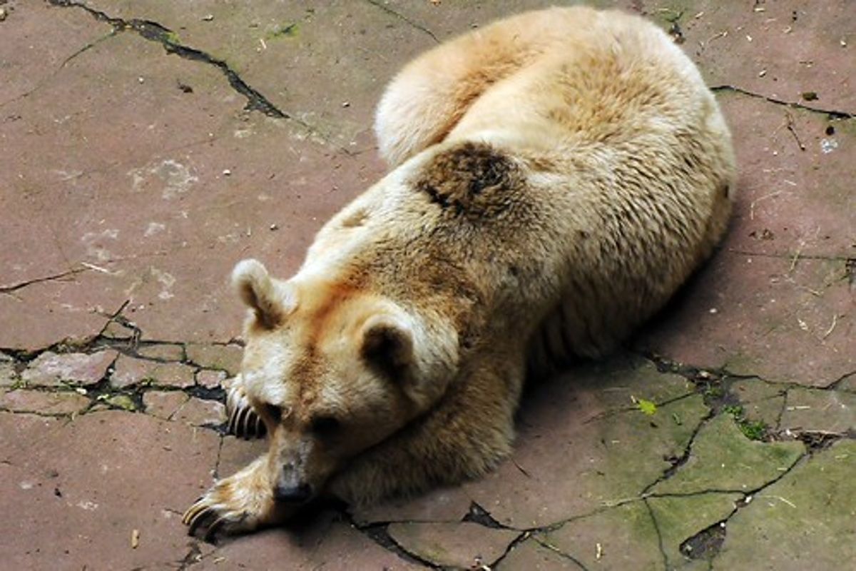 真誠面對動物園的悲鳴- 環境資訊中心