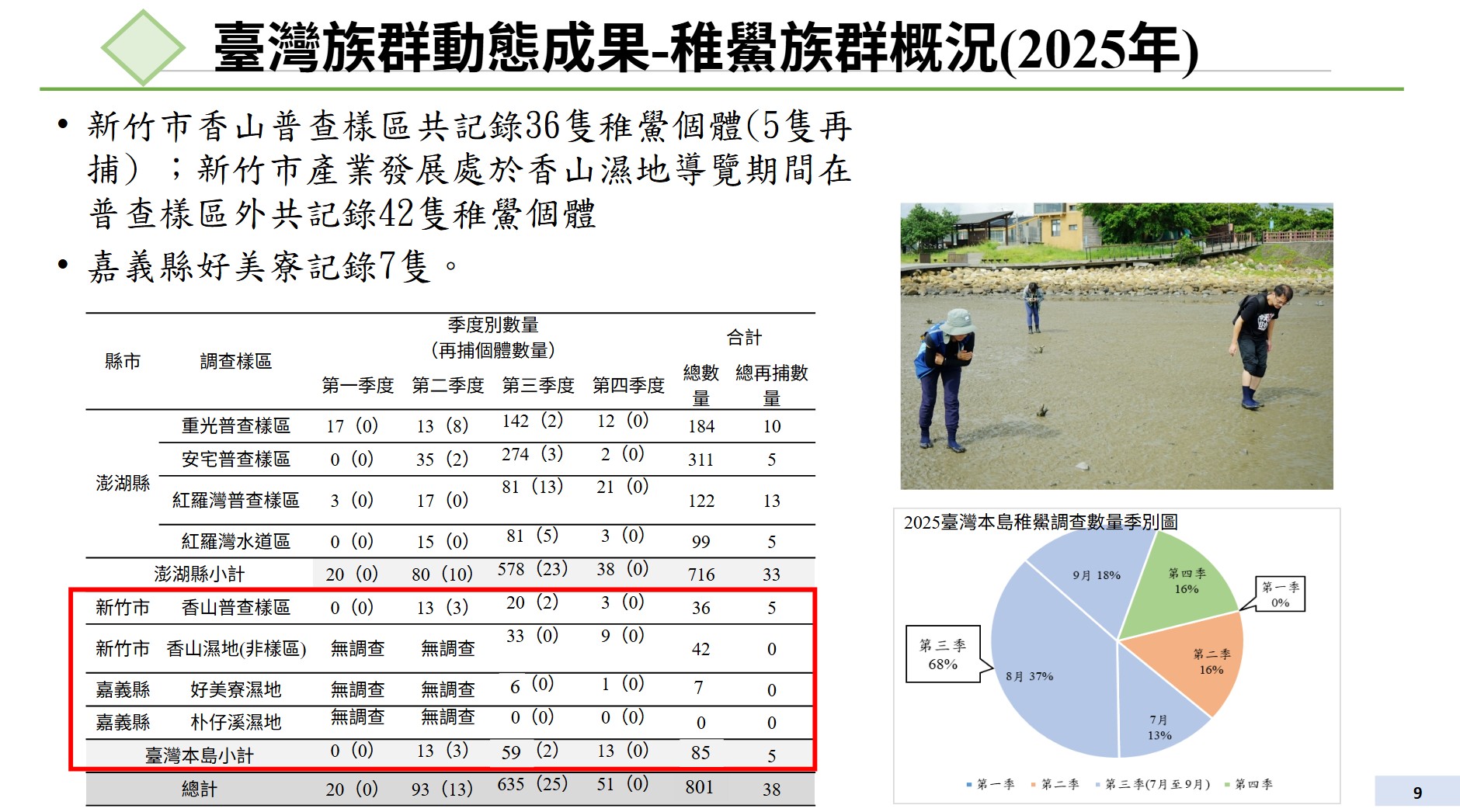 中山大學執行鱟族群研究,發現在本島新竹市香山濕地普查樣區內外均有雙位數稚鱟個體。嘉義縣好美寮濕地則有個位數稚鱟。圖片來源︰擷取自中山大學簡報