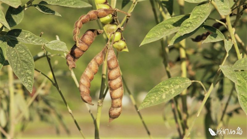 迪娜的豆豆田 揭開南安維持作物、生物多樣性的祕密