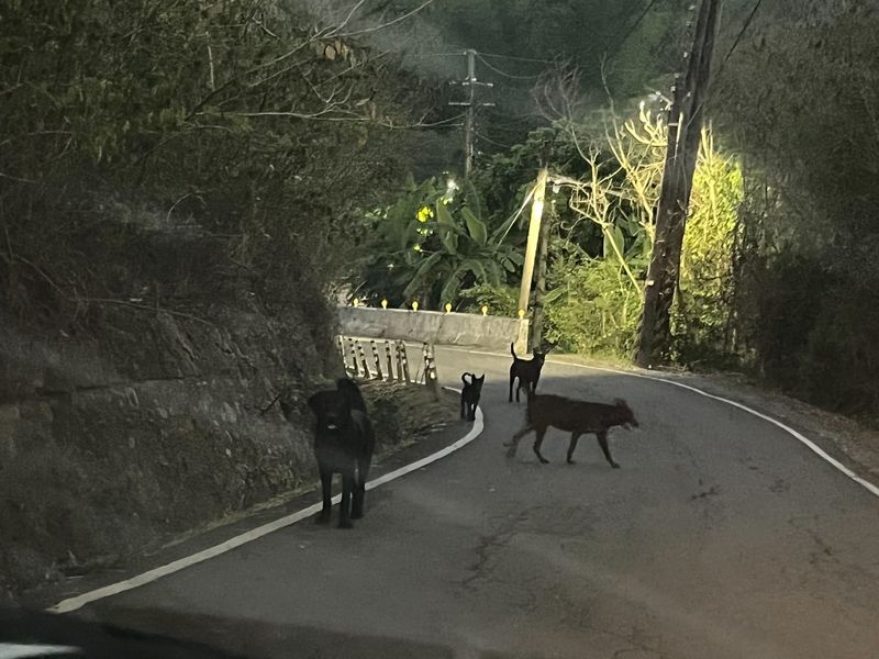 高雄三協里家戶動物普查 寵登、絕育率低、餵養無人管理