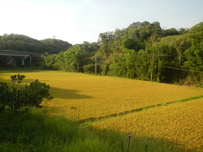 城市與山林之間 田鱉米護淺山
