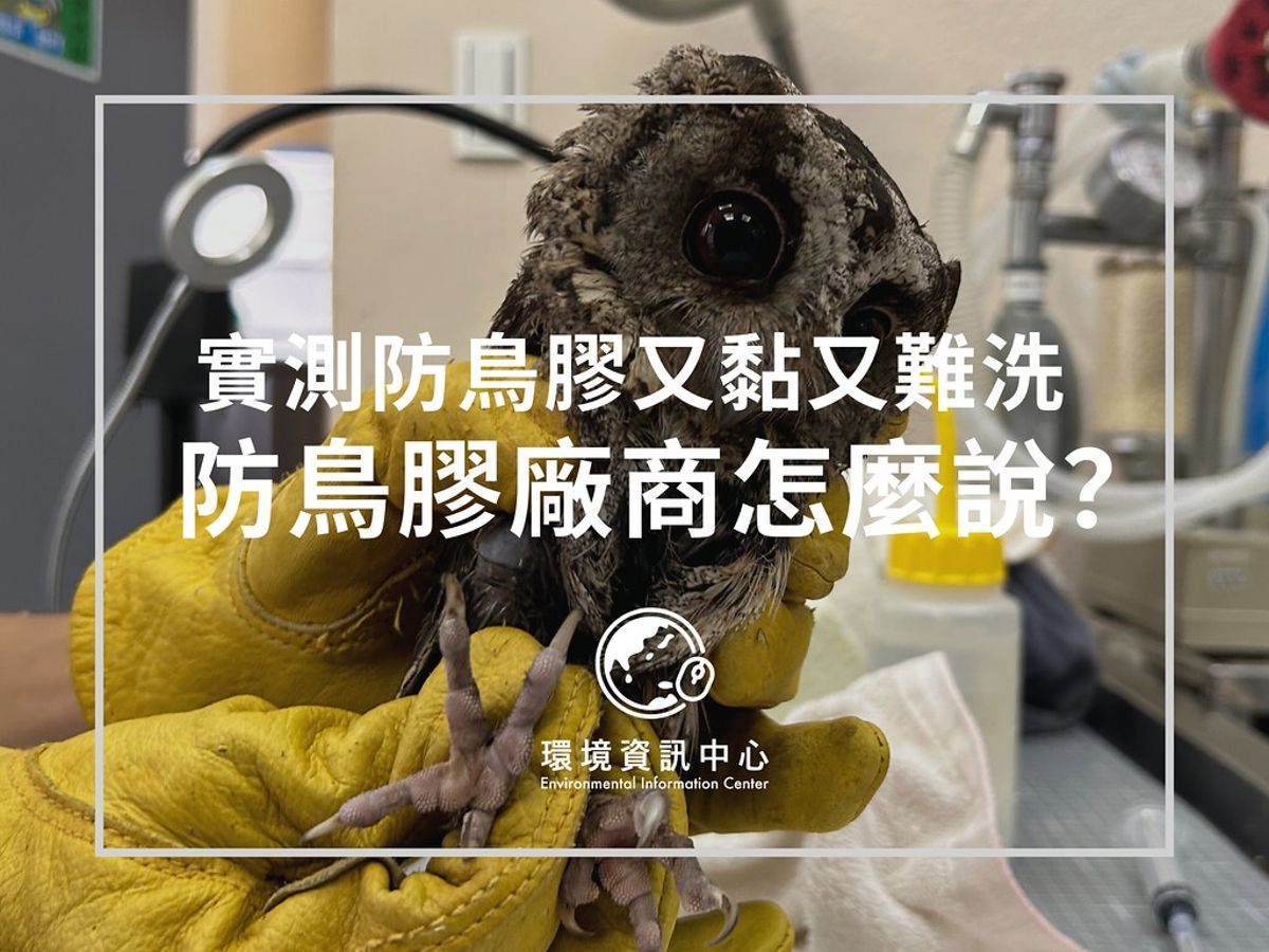 防鳥膠有多黏、廠商怎麼說 3分鐘影片一次看懂