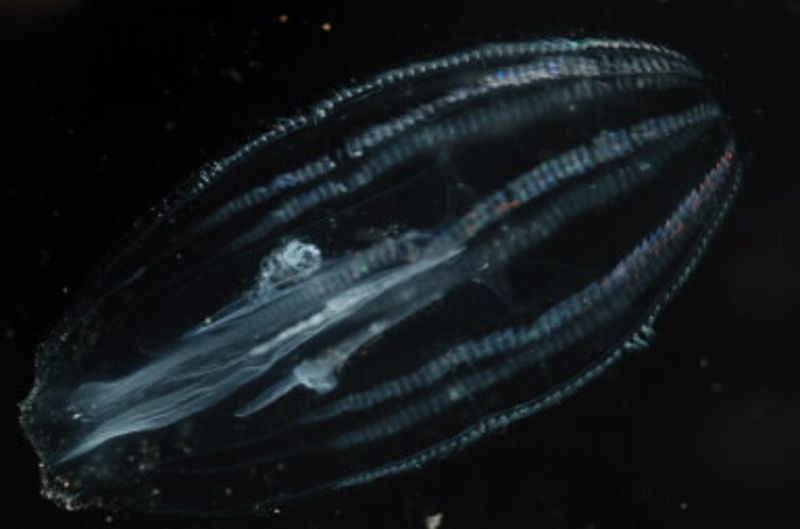 深海生物的遷移行為