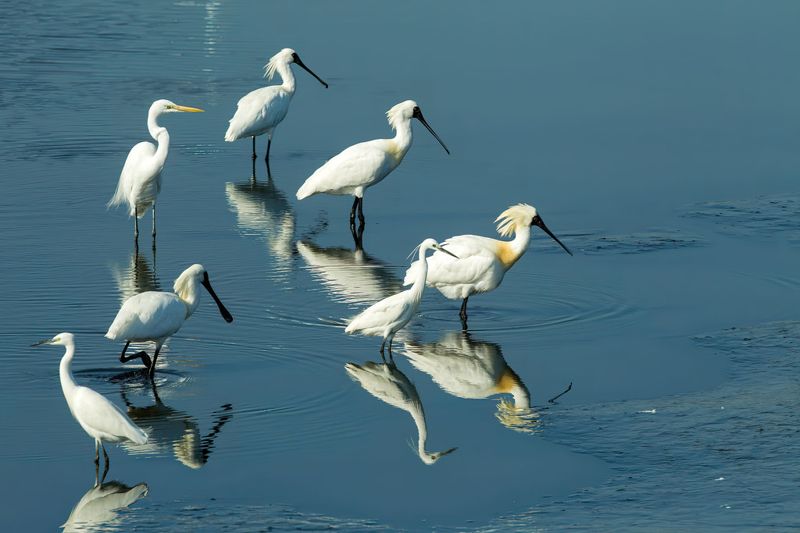 夏天養魚、冬天養鳥 黑面琵鷺友善魚塭：非保護區的保護區