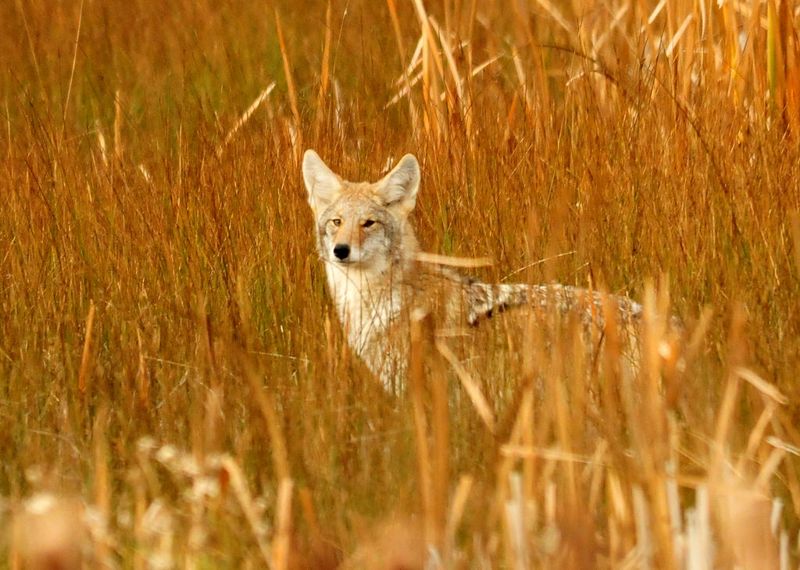 不滿以「致死性方式」管理野生動物 美環團告農業部
